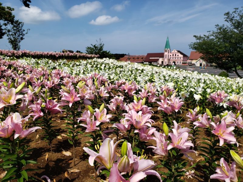 「東京ドイツ村」の頂上に位置するファイブセンスガーデンで、5万株15万輪のゆりが咲き始めました