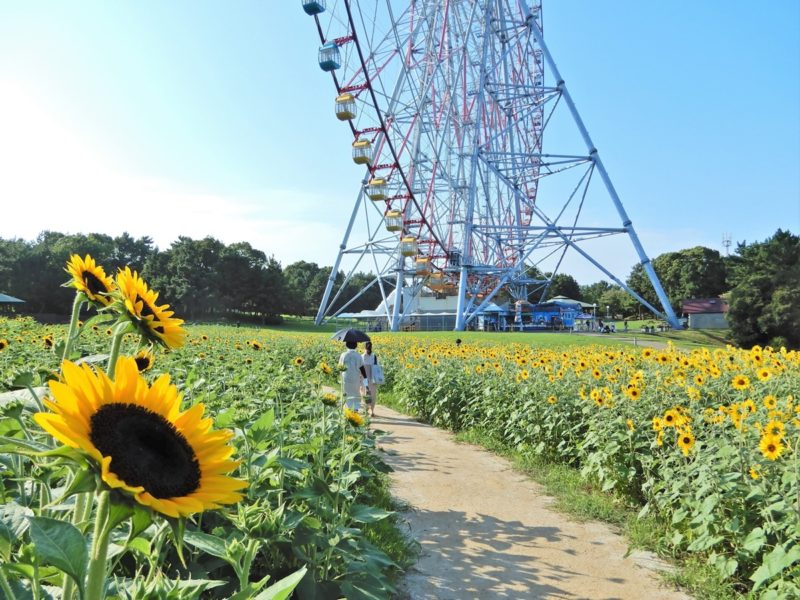 7月14日（金）より葛西臨海公園にて約３万本のひまわりをライトアップ「花と光のムーブメント」開催！