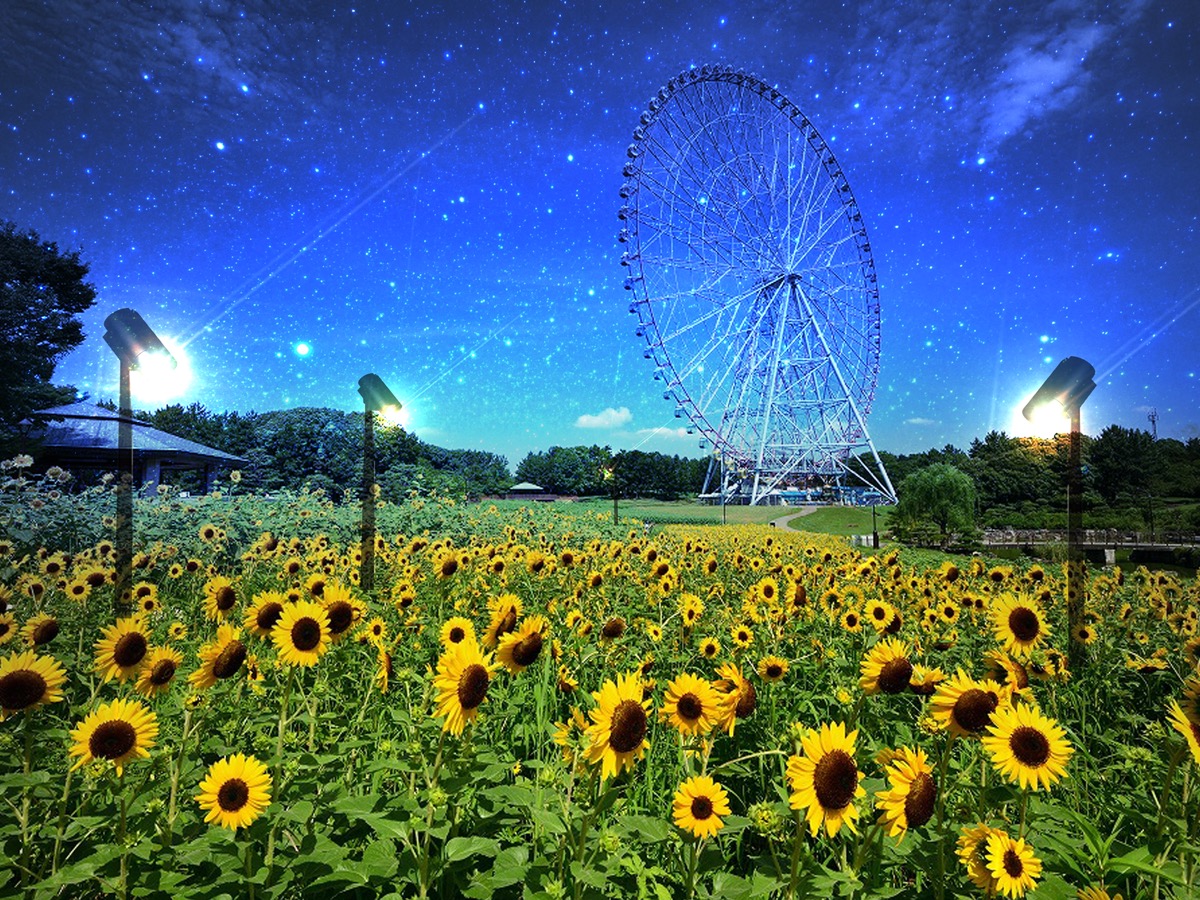 7月14日（金）より葛西臨海公園にて約３万本のひまわりをライトアップ「花と光のムーブメント」開催！