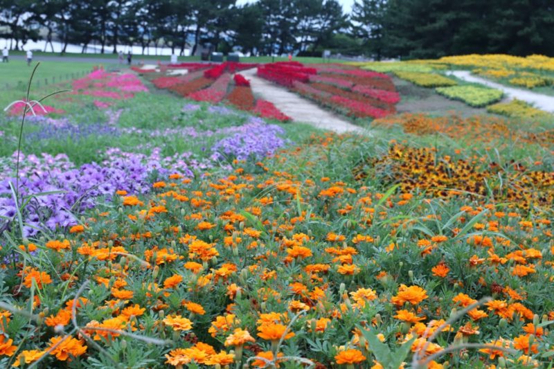 夏の葛西臨海公園「花と光のムーブメント」をレポートします！デザイン花壇も必見のスケールです！