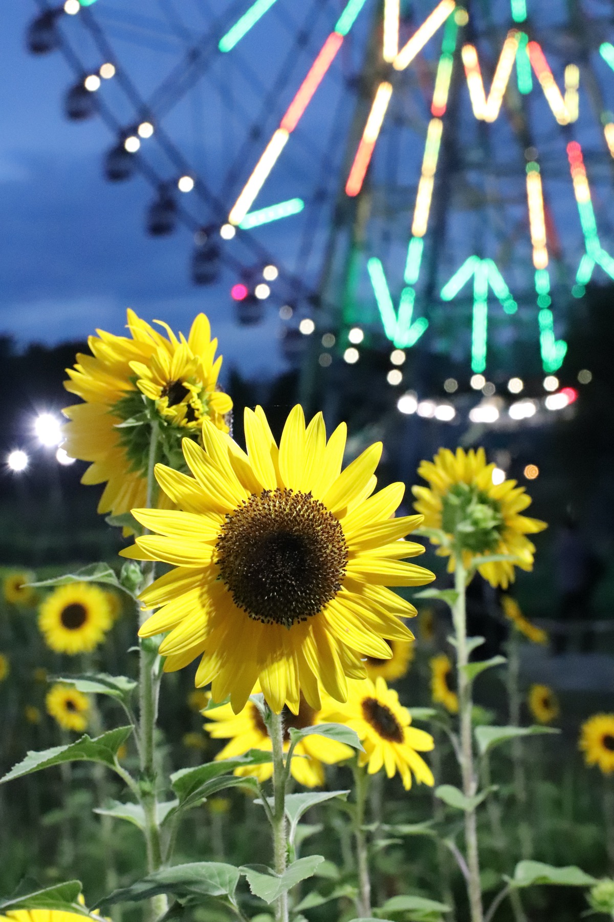 夏の葛西臨海公園「花と光のムーブメント」をレポートします！デザイン花壇も必見のスケールです！