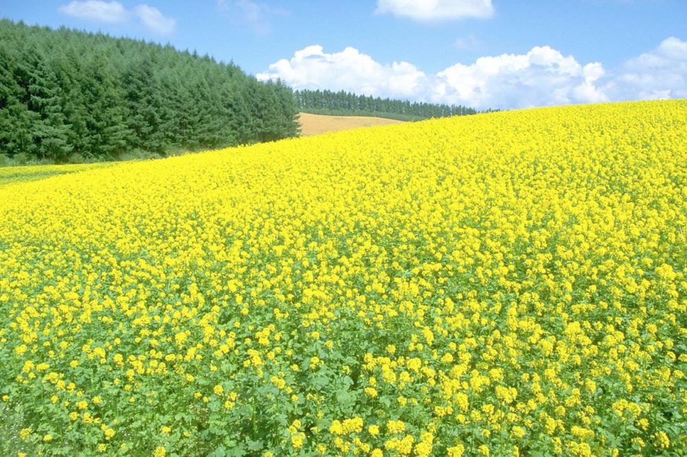 東京ベイエリアの公園